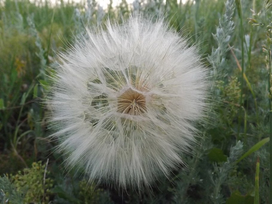 Козлобородник Луговой