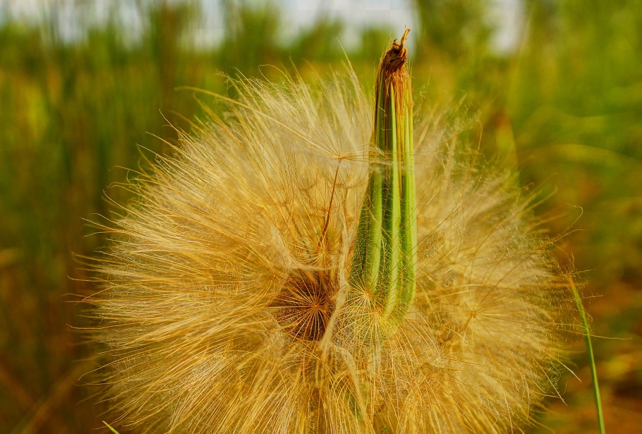 Козлобородник сомнительный