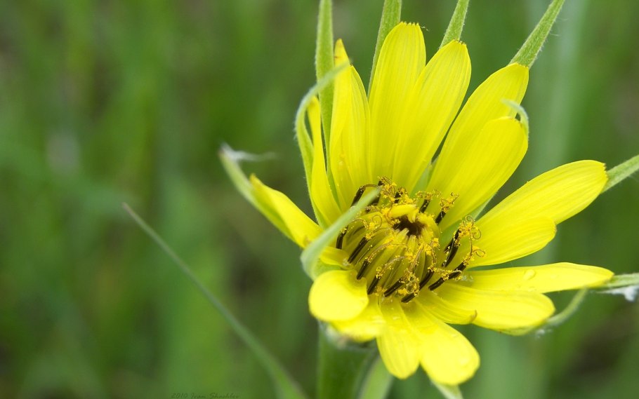 Молочай козлобородник