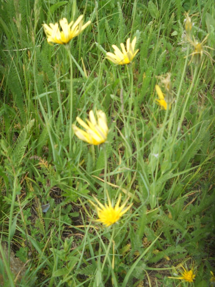 Растение козлобородник луговой