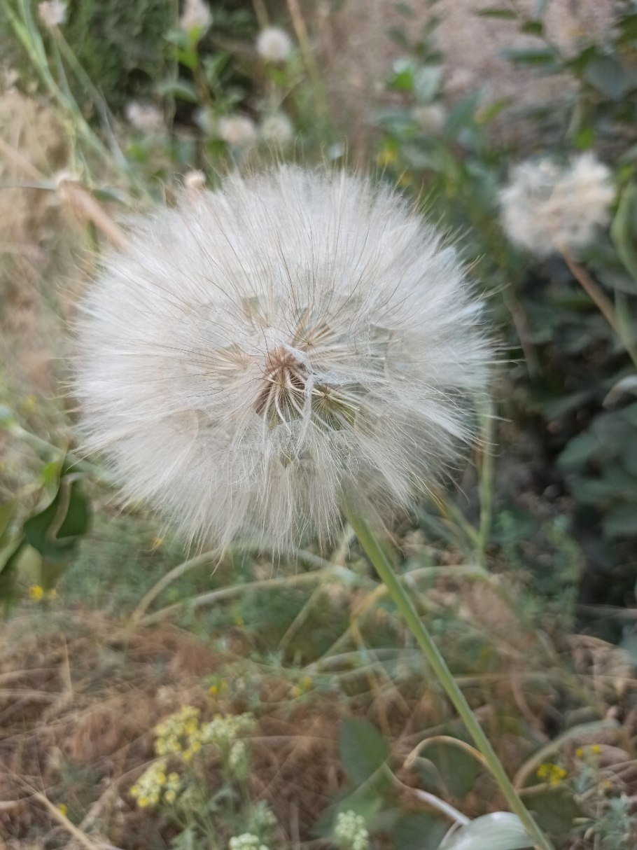 Козлобородник луговой пушистый