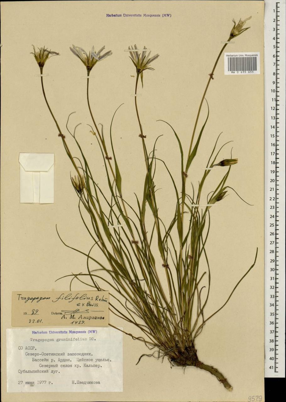 Козлобородник луговой описание растения