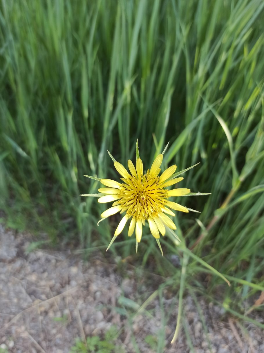 Козлобородник Луговой