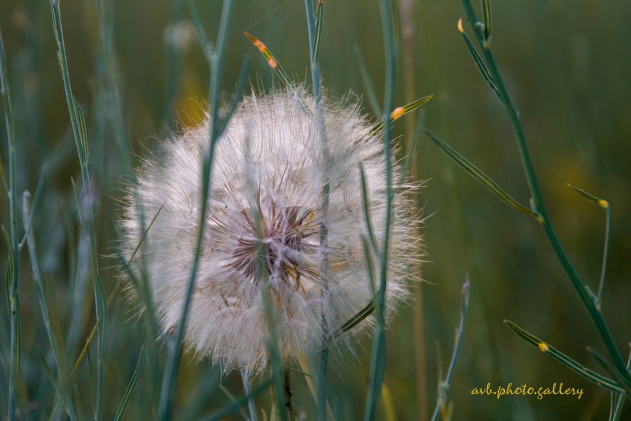Казоболотник лугавогавой