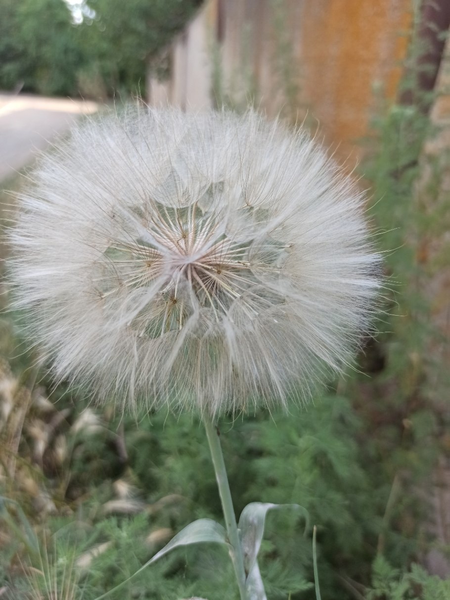 Одуванчик козлобородник