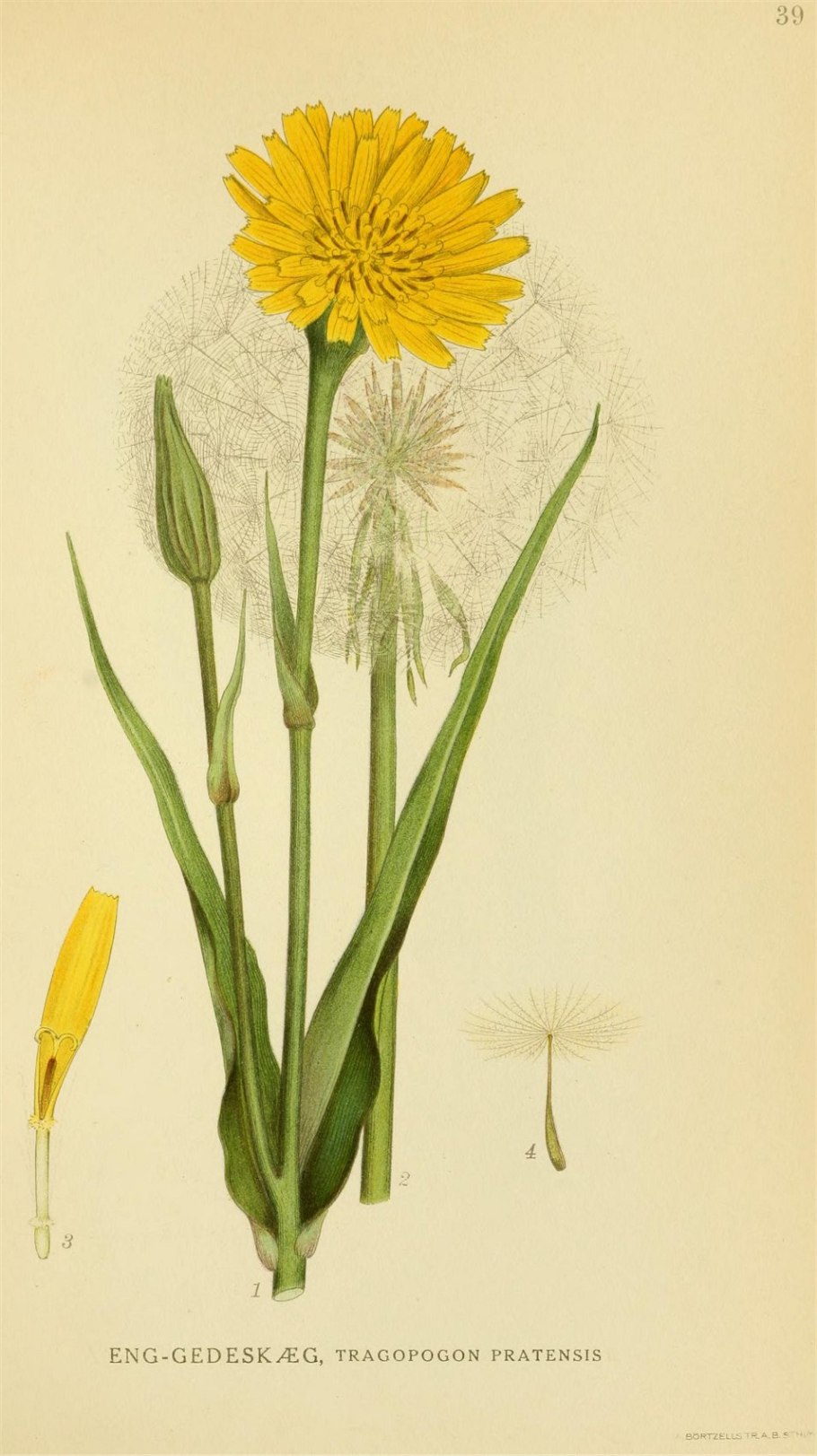 Одуванчик лекарственный taraxacum officinale