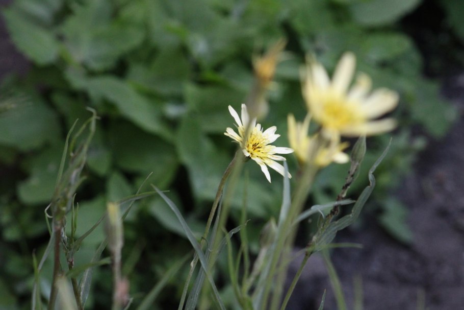 Семена козлобородник луговой