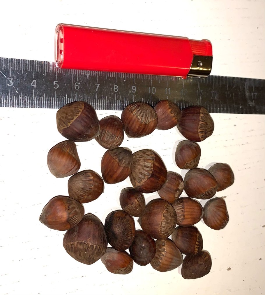 Лещина американская