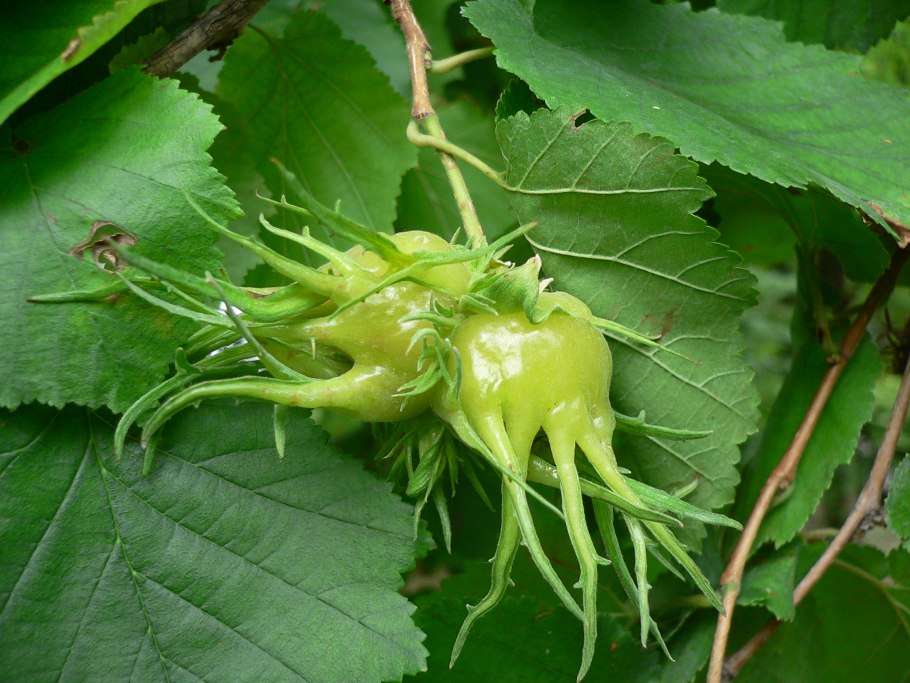 Лещина Медвежий орех