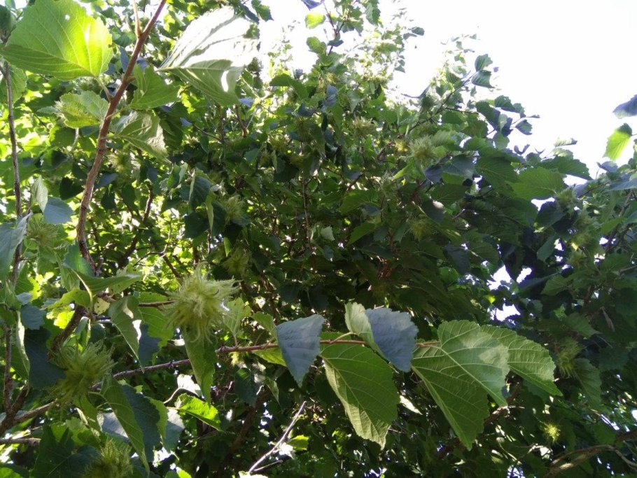 Орешник медвежий