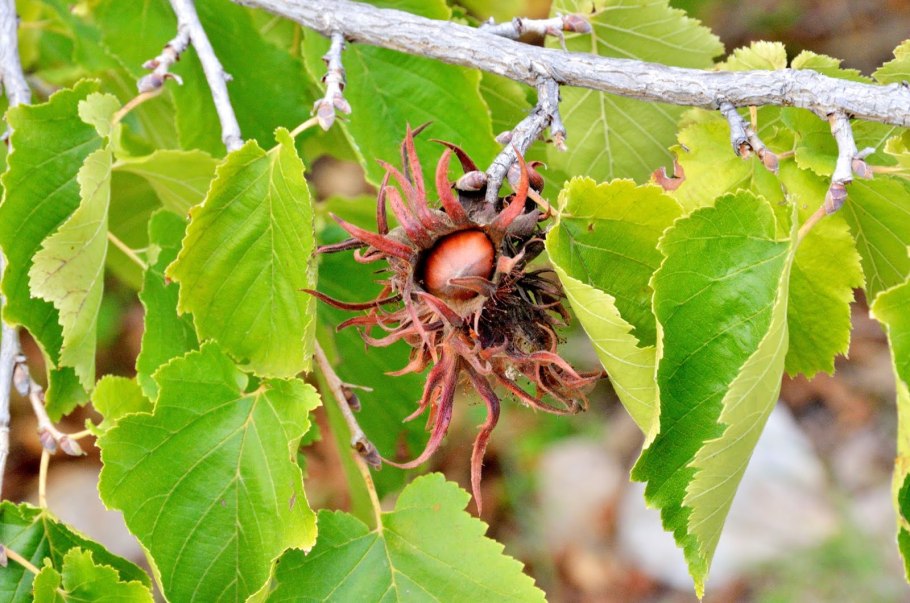 Corylus colurna лещина древовидная