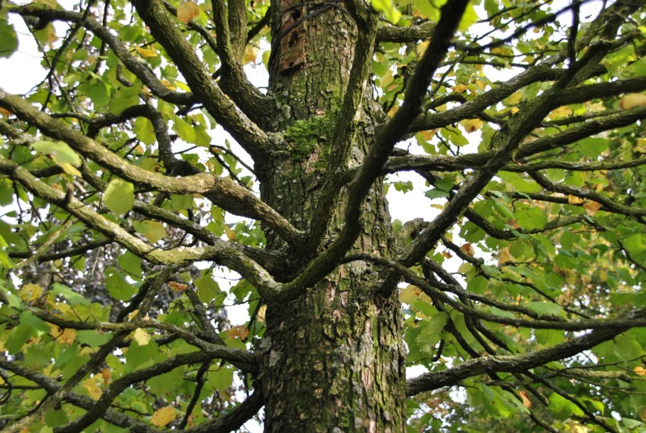 Фундук Медвежий