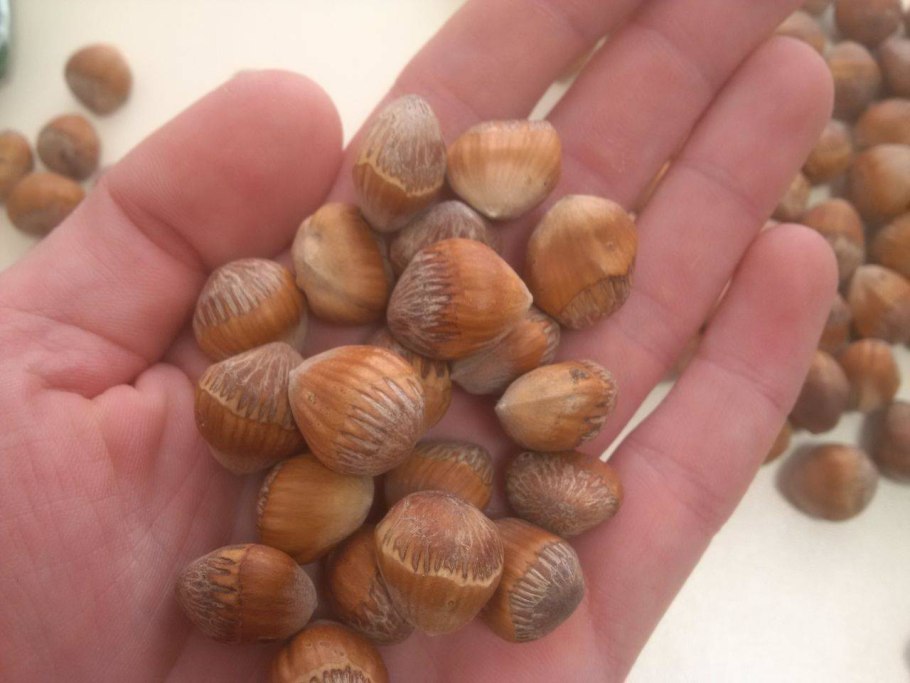 Лещина древовидная пирамидальная