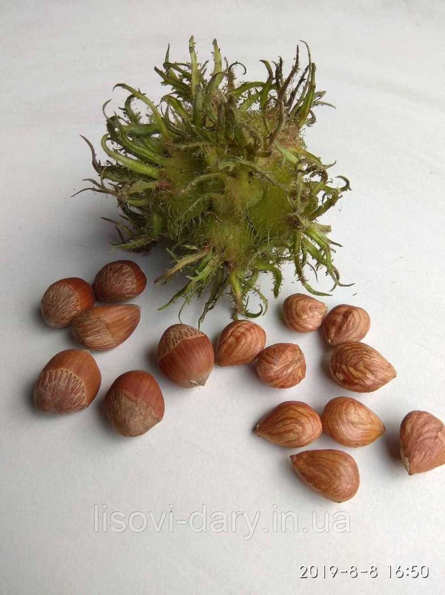 Фундук на медвежьем орехе