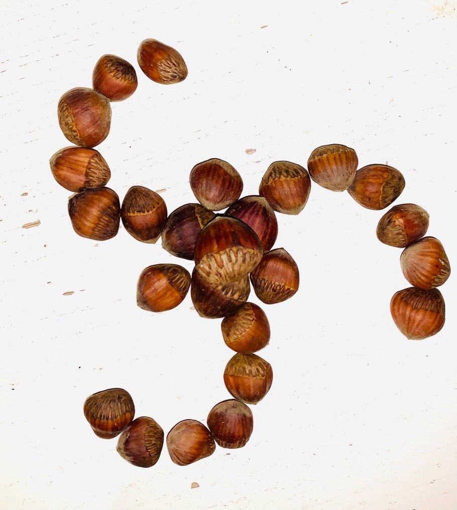 Орех фундук Медвежье ухо