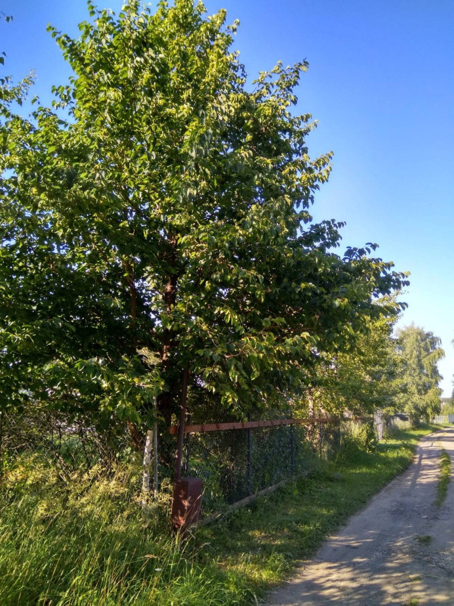 Липа мелколистная tilia cordata