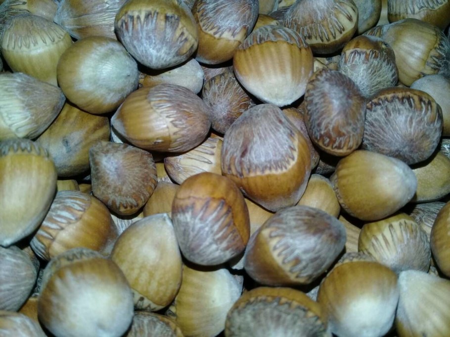 Дерево похожее на лещину с шипами