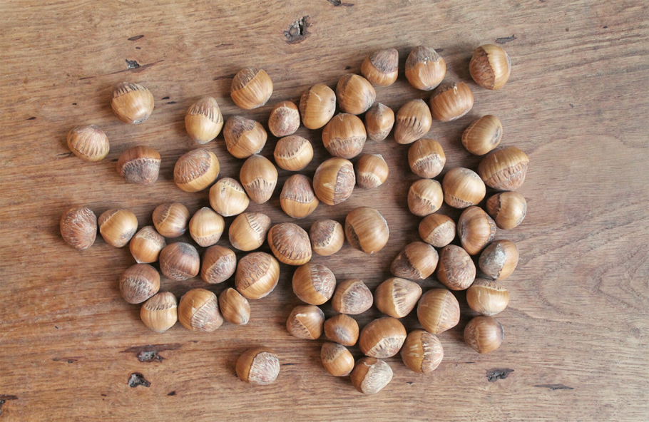 Цветы орешника