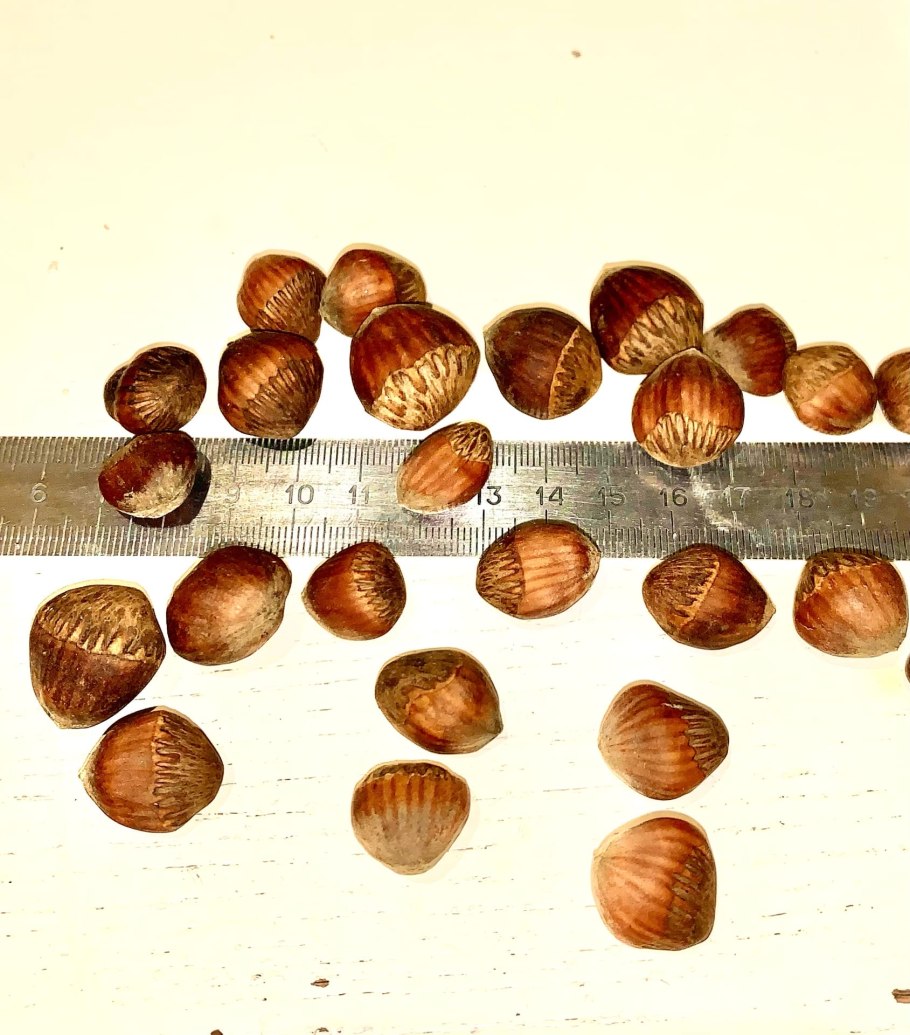 Орех медвежий лещина древовидная