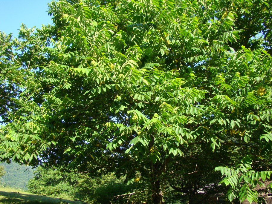 Ясень маньчжурский fraxinus mandshurica