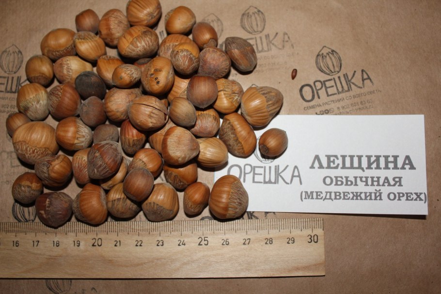 Турецкий Медвежий орех