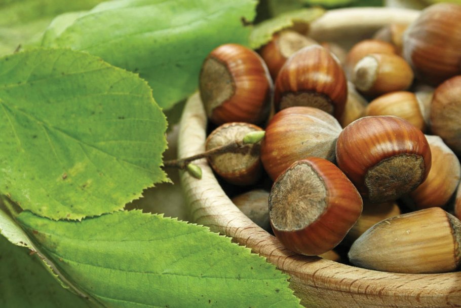 Лесной орех лещина