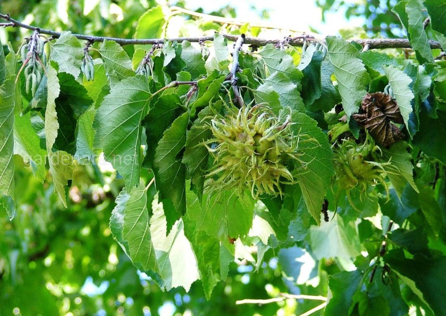 Лещина древовидная Медвежий орех