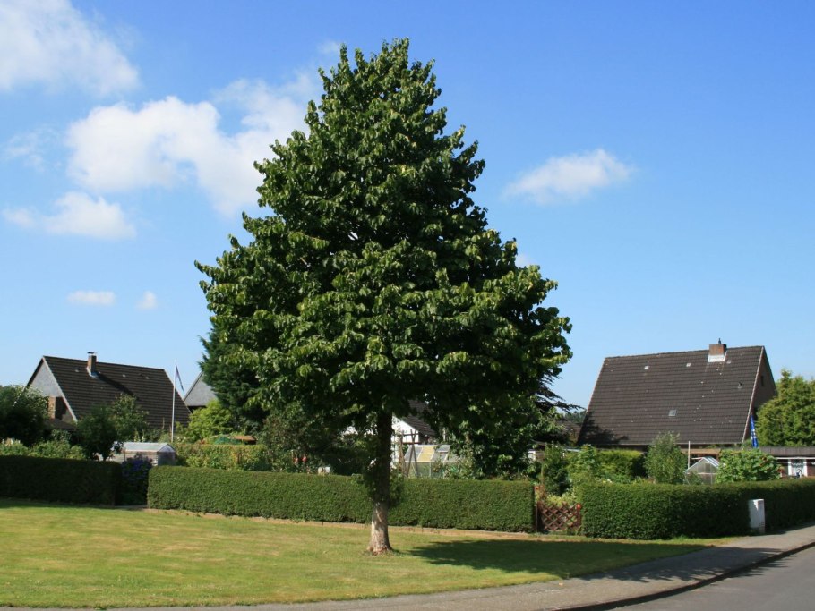 Липа войлочная tilia tomentosa