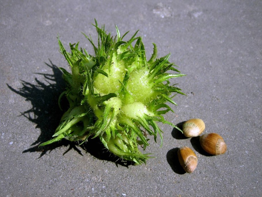 Лещина плод