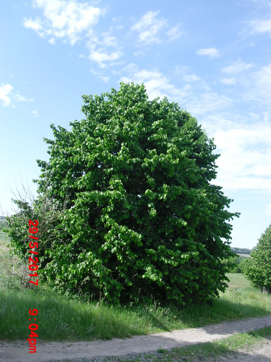Tilia platyphyllos 'fastigiata'