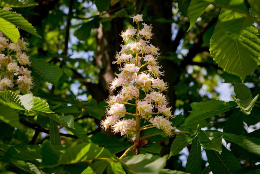 Каштан конский мелкоцветковый