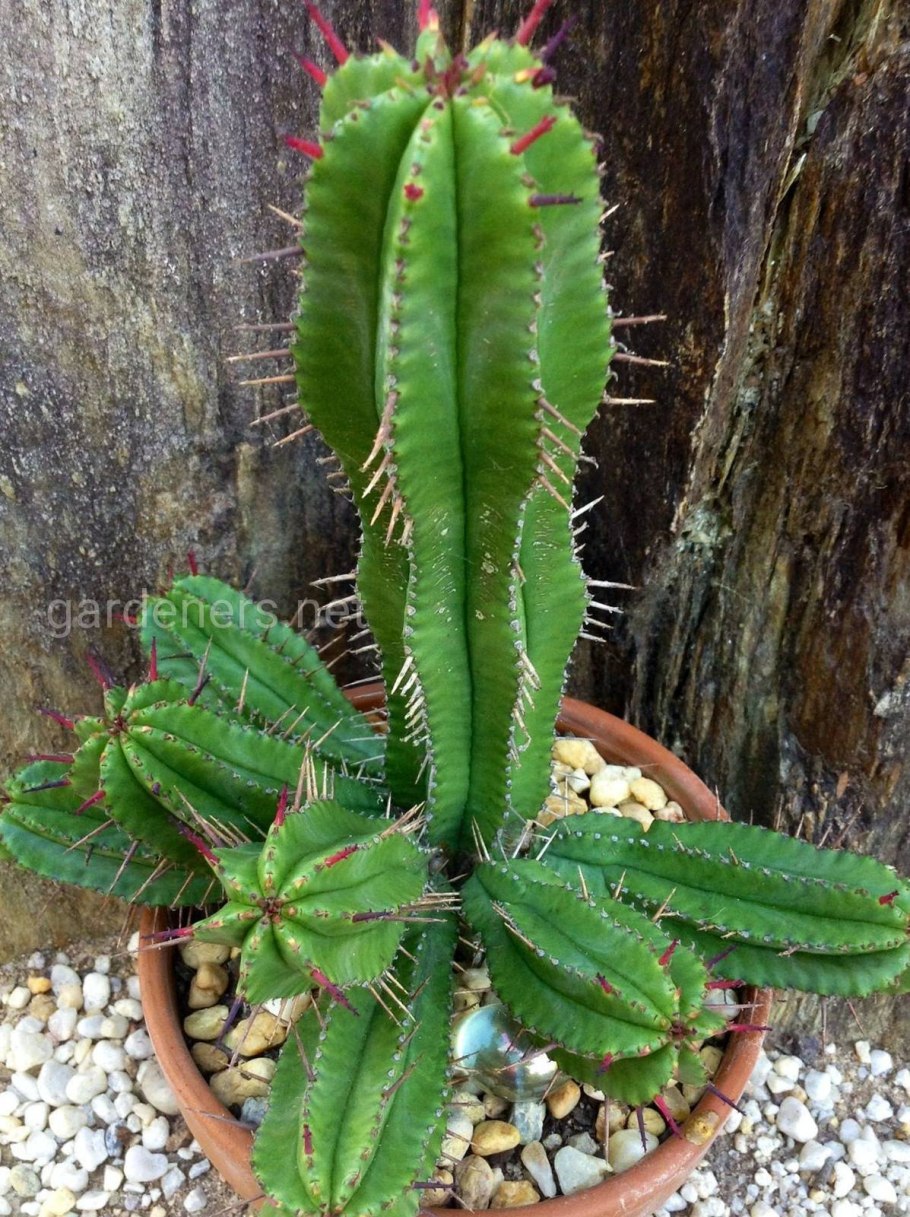 Молочай смолоносный Euphorbia resinifera
