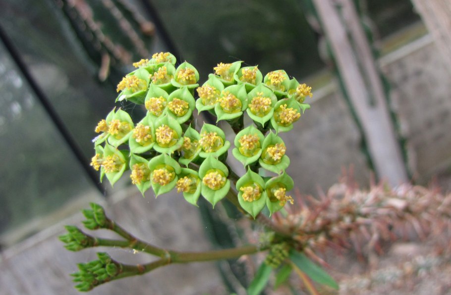 Euphorbia capuronii