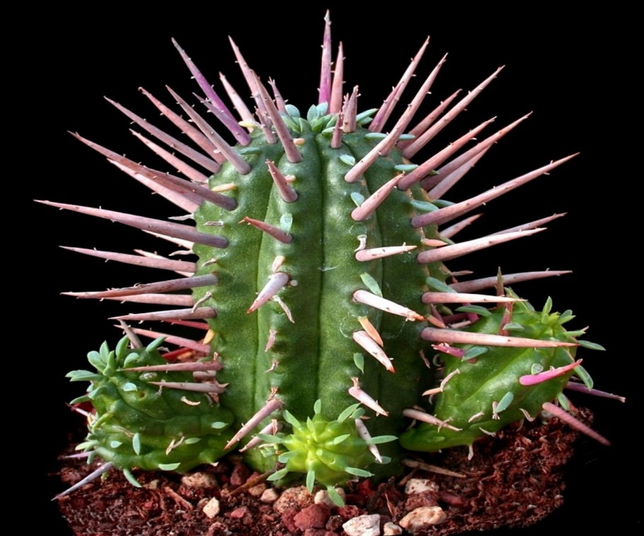 Молочай цереусовидный (Euphorbia cereiformis)