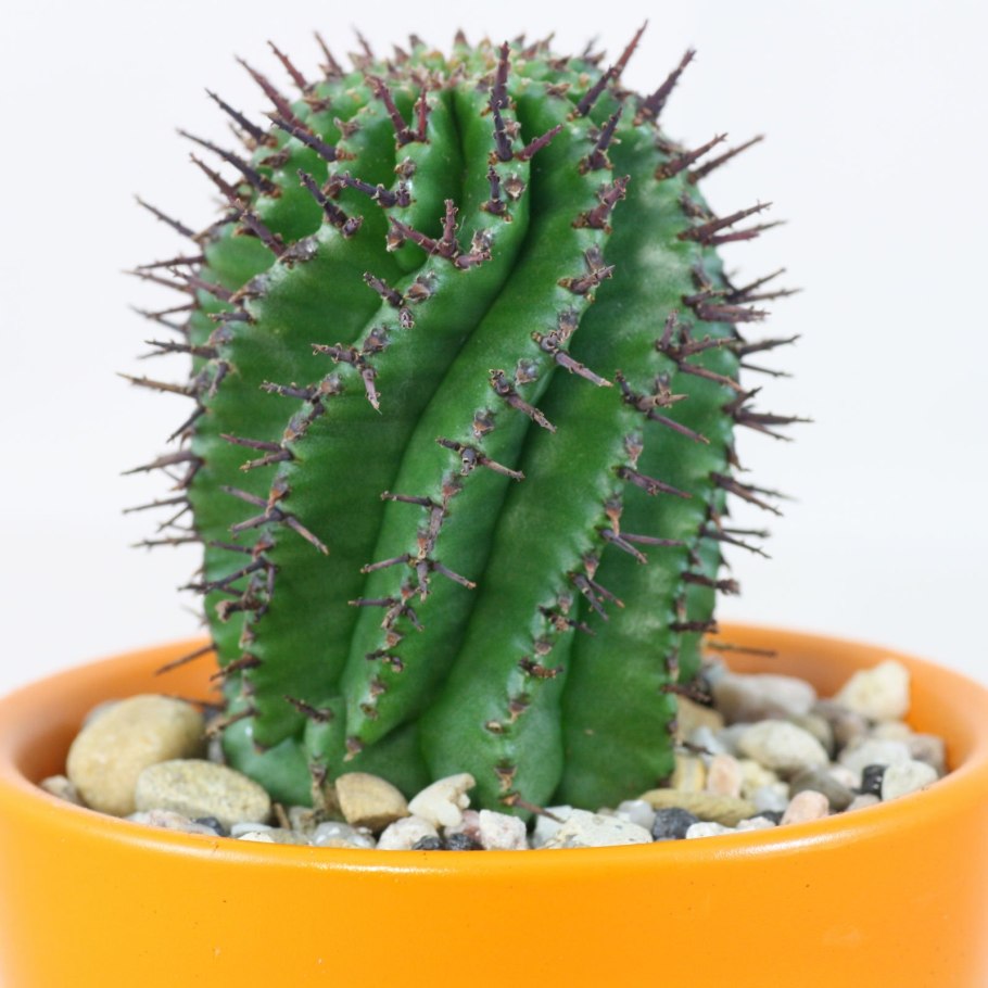 Эуфорбия хоррида Кристата