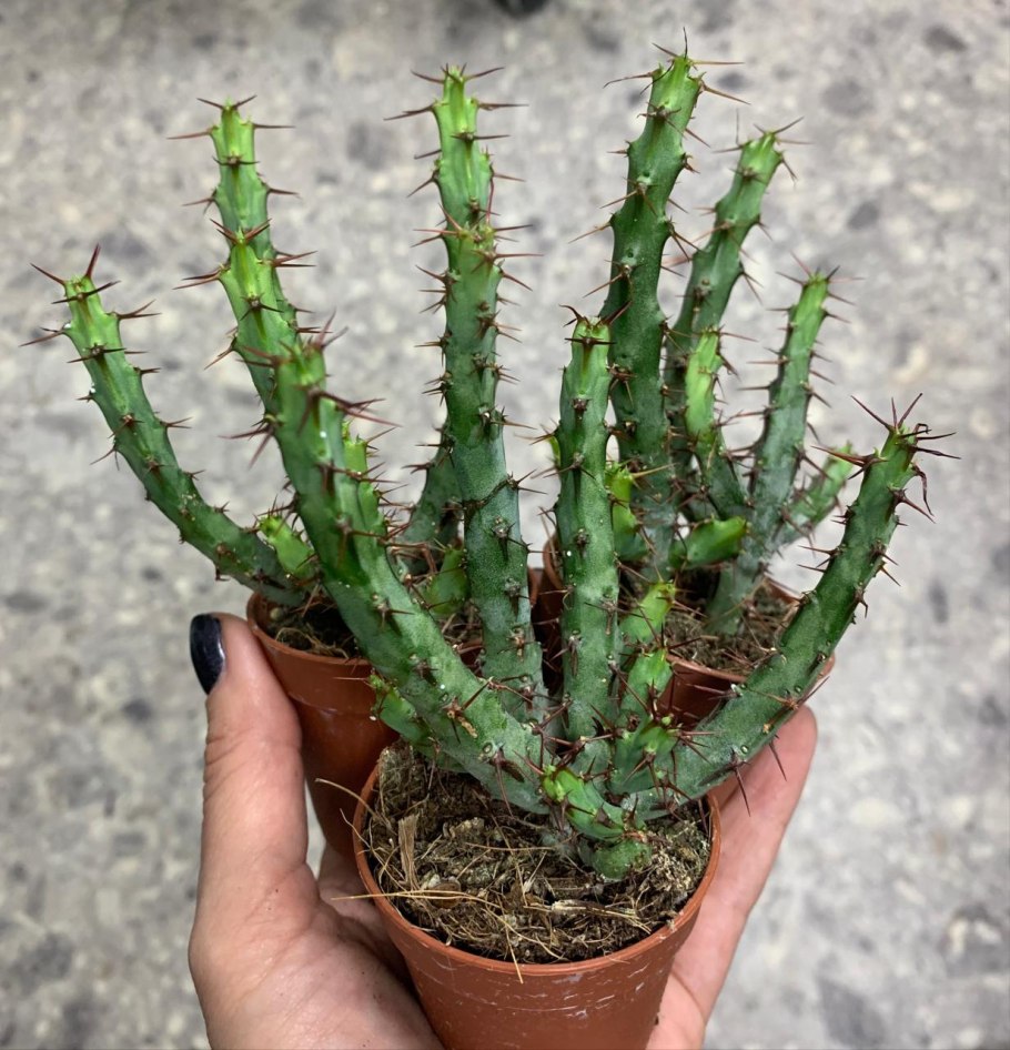 Эуфорбия молочай