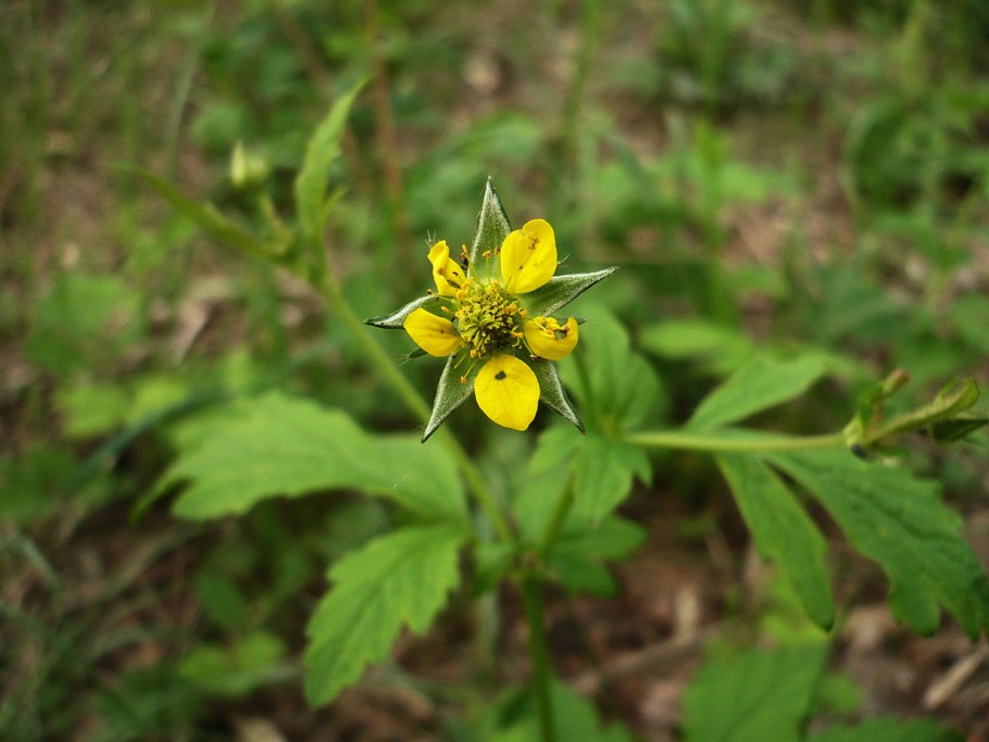 Гравилат городской (Geum urbanum)
