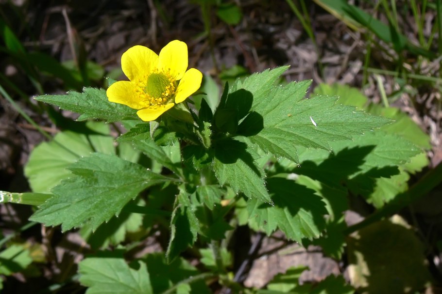 Гравилат Алеппский (Geum aleppicum