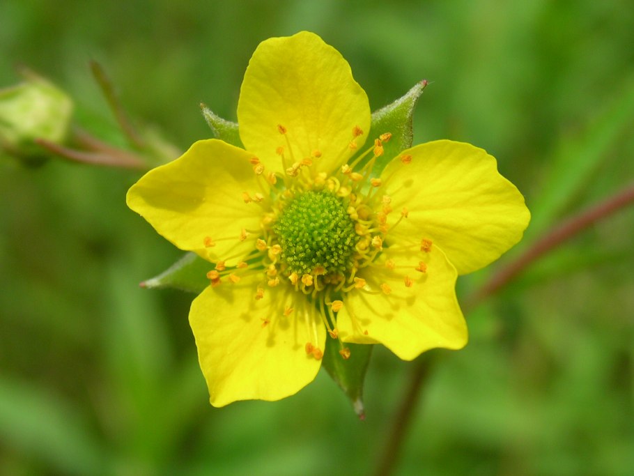 Гравилат Алеппский (Geum aleppicum