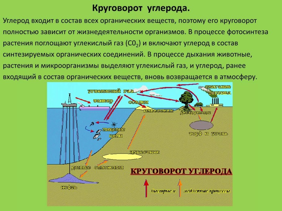 Круговорот веществ виды