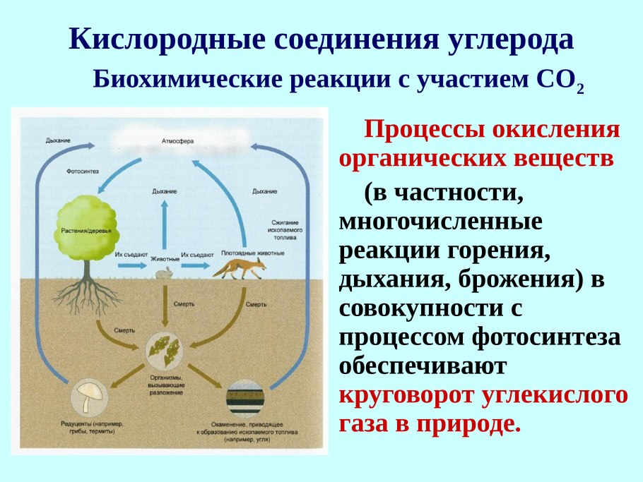 Круговорот веществ в природе сера схема