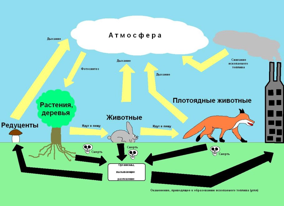 Круговорот углекислого газа в природе
