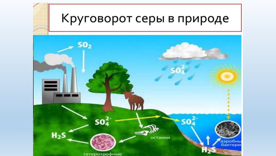 Упрощенная схема круговорота углерода
