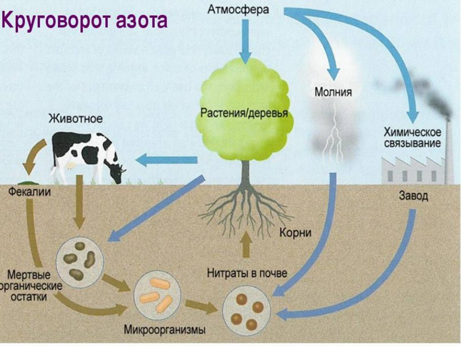 Круговорот азота кислорода углерода