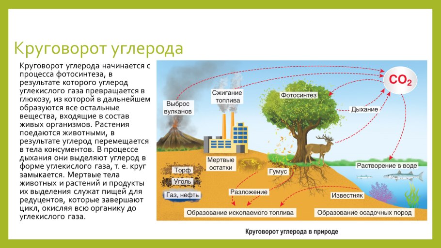 Круговорот углерода фотосинтез
