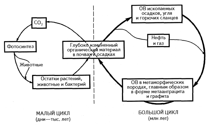 Биогеохимический цикл углерода схема