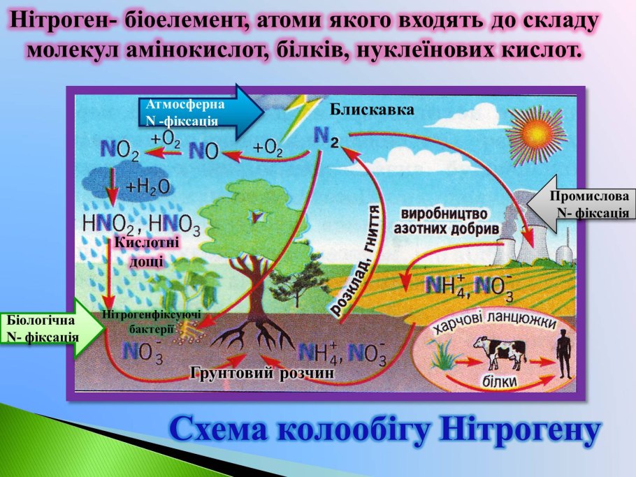 Круговорот азота и углерода