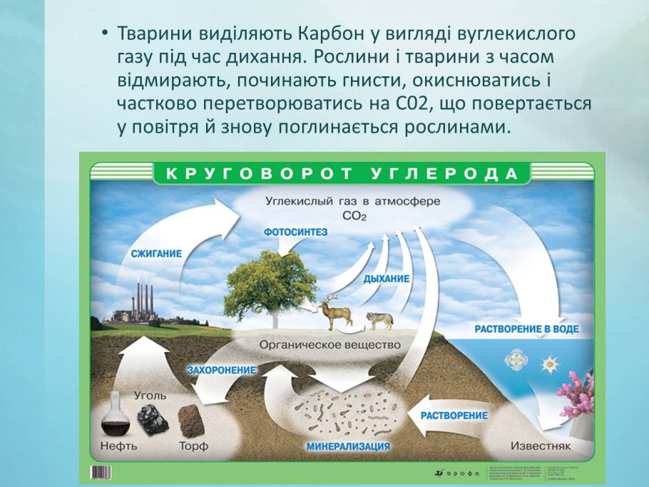 Круговорот углерода