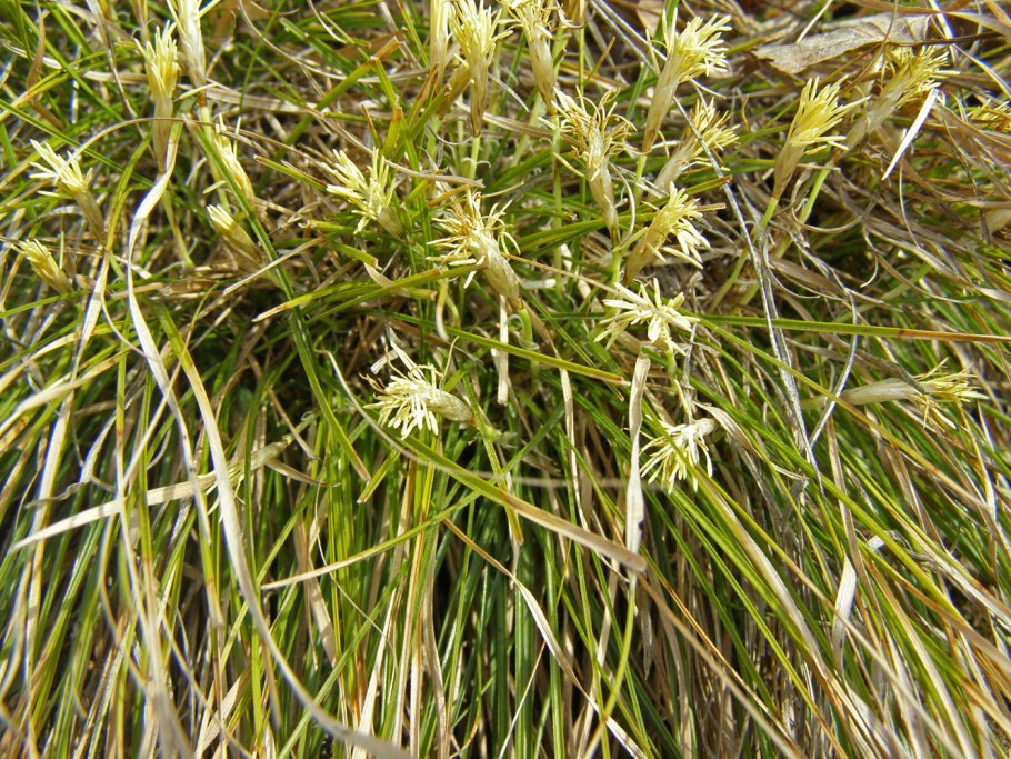 Осока Carex humilis