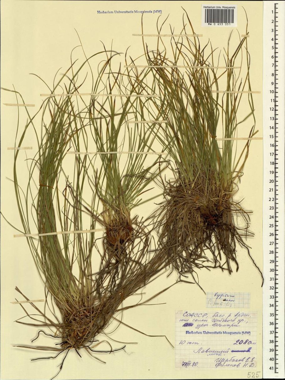 Осока гладконосая (Carex leiorhyncha)